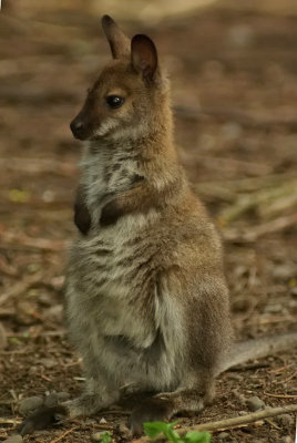 Young Wallaby.jpg