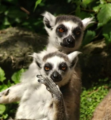 Ring Tails.jpg