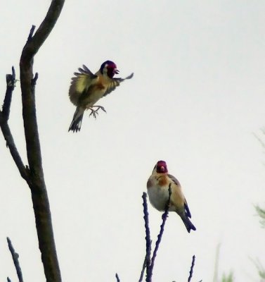 Goldfinches.jpg