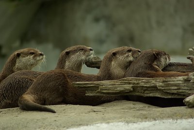 4 otters.jpg