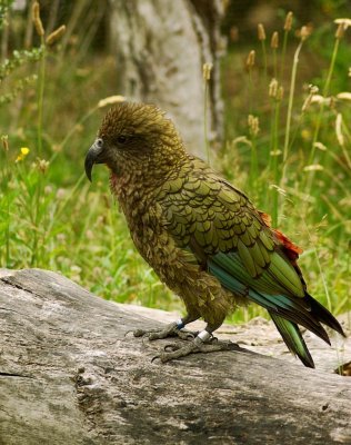 Bird on a log. Kea @ Orana Park.