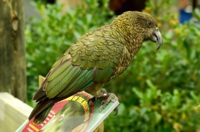 Kea on Kea sign.jpg