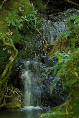 Rainforest stream  Wellington.