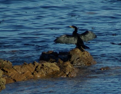 Little Shag Island Bay.jpg