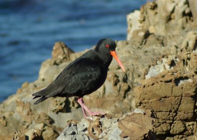 Variable Oystercatcher.jpg
