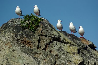 Chatting rock @ Island Bay.