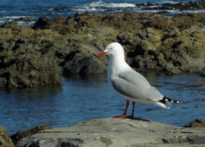 Red-Billed Gull.@ Island Bay, Wellington.