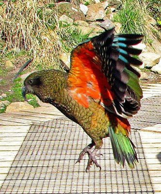 Kea flight 2.jpg