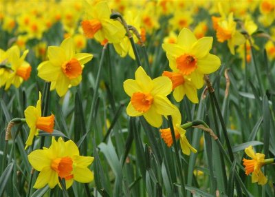 Daffies 1.jpg