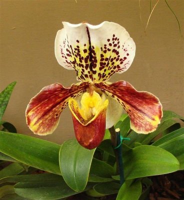 Orchid.jpg