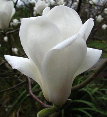White Magnolia.jpg
