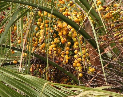 Butia palm tree berries.jpg