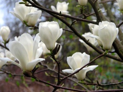 White Magnolias.jpg
