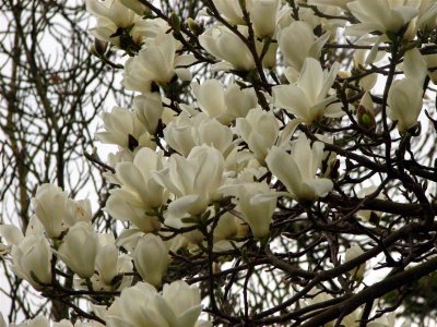 White Magnolias Cascade.  