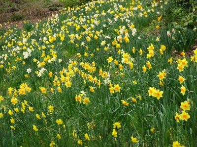 Daffodil Field Medium.jpg