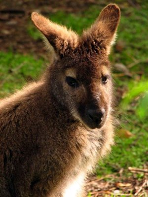 Bennetts Wallaby.