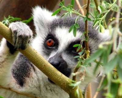 Eyes of a Lemur.