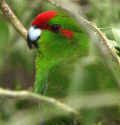 Red Crowned Parakeet.JPG