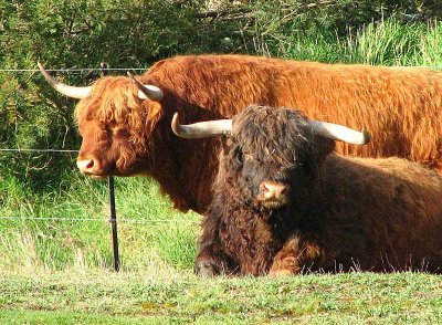 Highland Cattle.