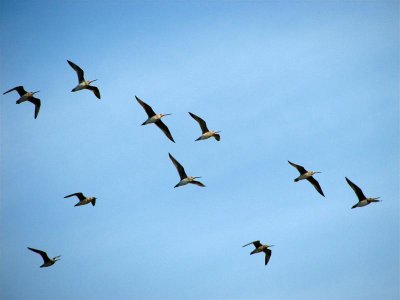 Bar Tailed Godwits.JPG