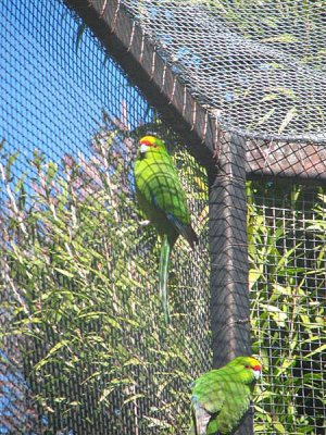 Yellow crowned parakeet.JPG