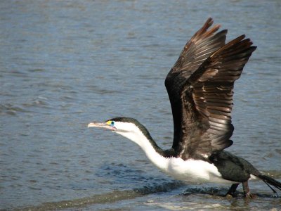 Pied cormorant take off.