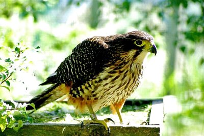 Watchful falcon.jpg