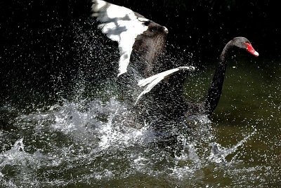 Splashing swan.