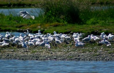 Seagull colony with chicks.jpg