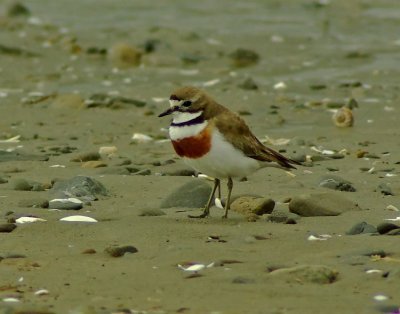 Banded Dotterel.jpg