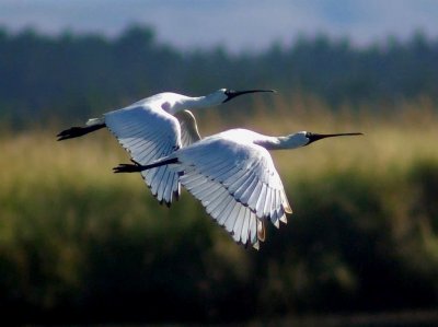 Bird Flight:  Estuary, Wetlands & Sea.
