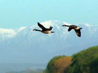 Geese & Southern Alps.jpg