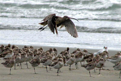 Eastern Curlew overflight @ Southshore in 2007.