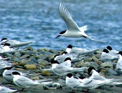 White-fronted Terns.jpg