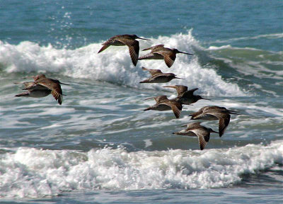 Bar-tailed Godwits and waves.jpg