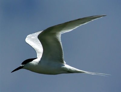 White-fronted Tern.jpg
