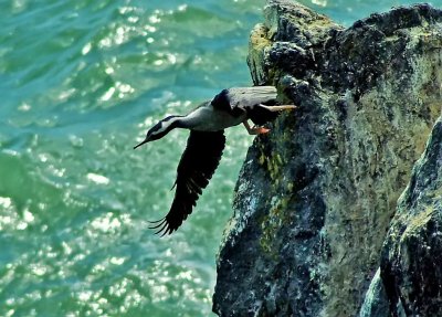 Spotted Shag take-off @ Scarborough.