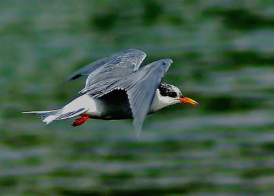Juvenile Black-fronted Tern.jpg