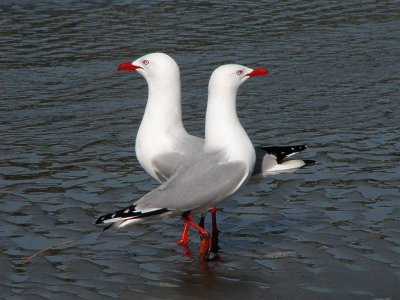 Red-billed Gulls.