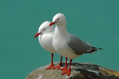 Red-billed Gulls above cliff.jpg
