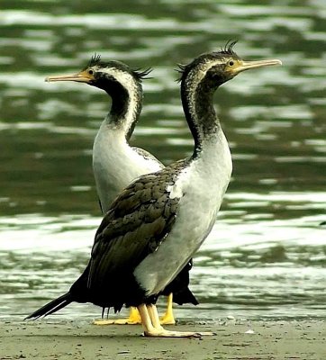 Spotted Shags.jpg