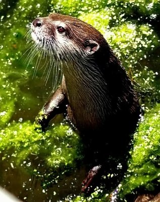Asian Short-clawed Otter.jpg