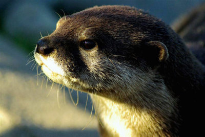 Otter in May.jpg