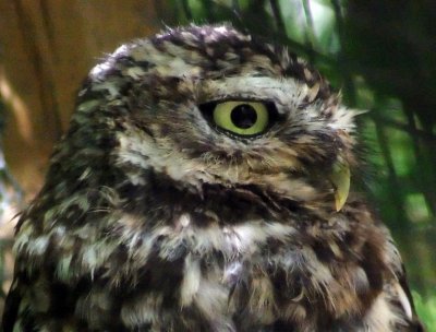 Little Owl.jpg