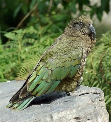 Kea 3.jpg