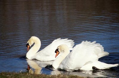 Swans from the past.jpg