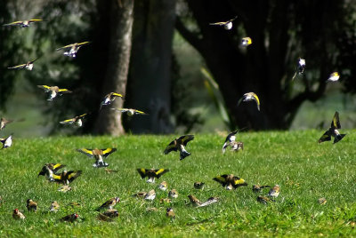 Goldfinches.jpg