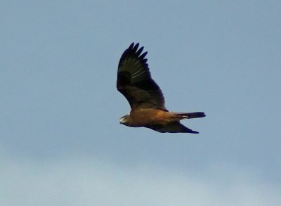 Australasian Harrier.jpg