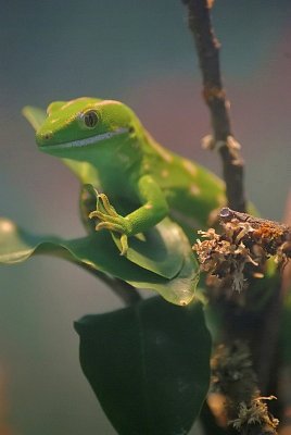 Common Gecko 2.jpg