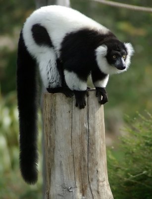 High perch. A few years before large earthquakes.